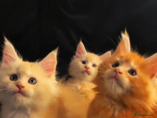 Maine Coon cats Maine Coon Kittens - Advert 15