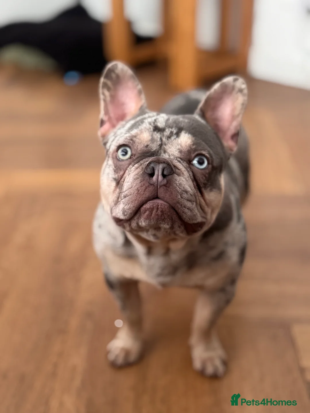 French Bulldog dogs for sale: French bulldog male  - Advert 3