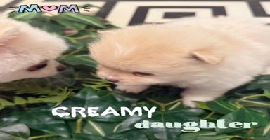Pomeranian dogs in London - Advert 15