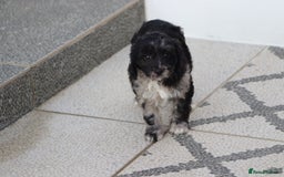 Cavapoo dogs for sale: F1 Cavapoo puppies for sale - Image 16