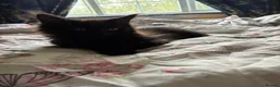 Maine Coon cats for sale: Purebred Maine Coon Kittens in Lisburn - Advert 10