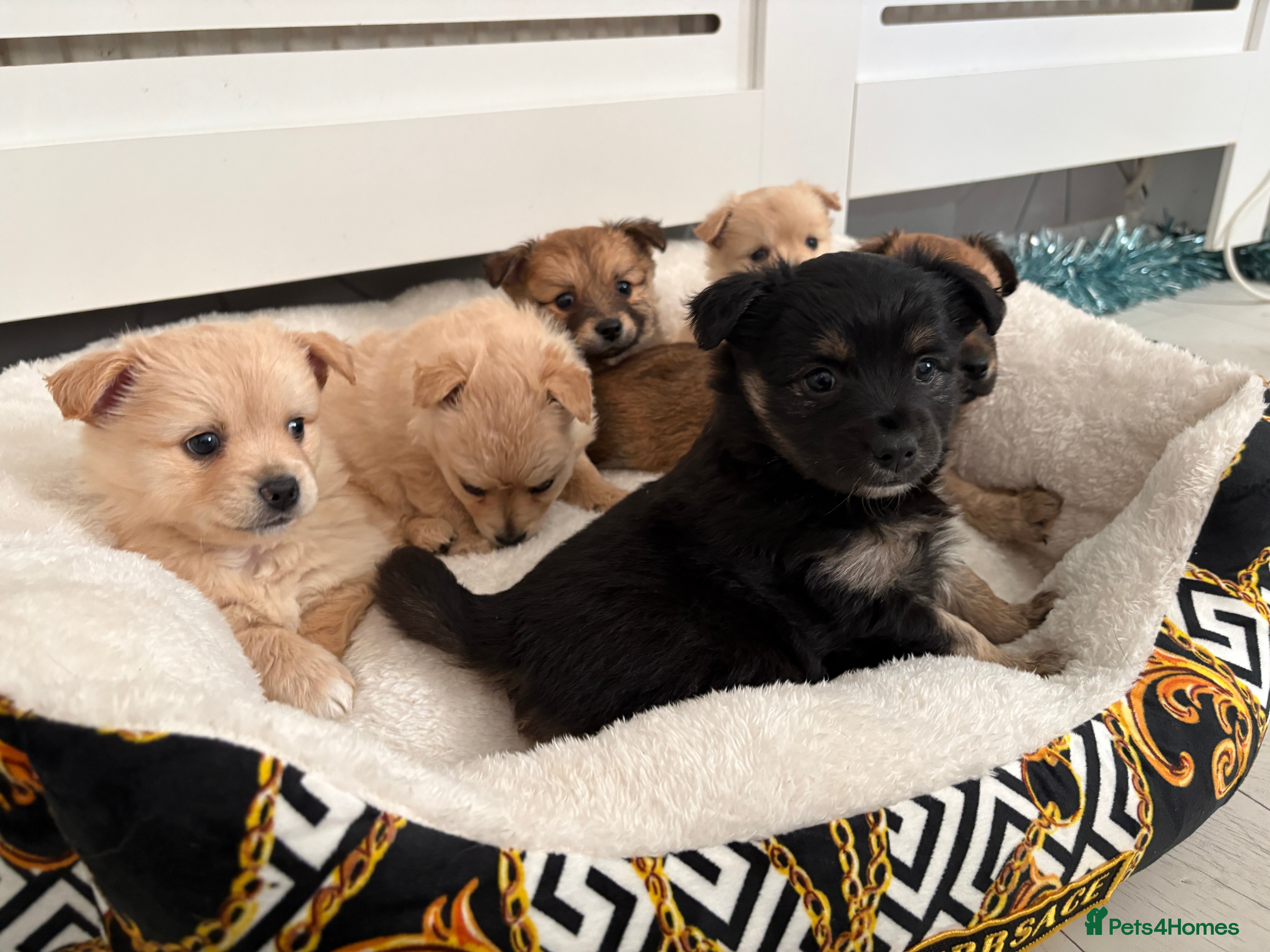 Mixed Breed dogs Italian volpino x deer head chihuahua puppies  - Advert 4