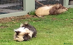 Guinea Pig rodents for sale: Beautiful baby boy  - Image 2