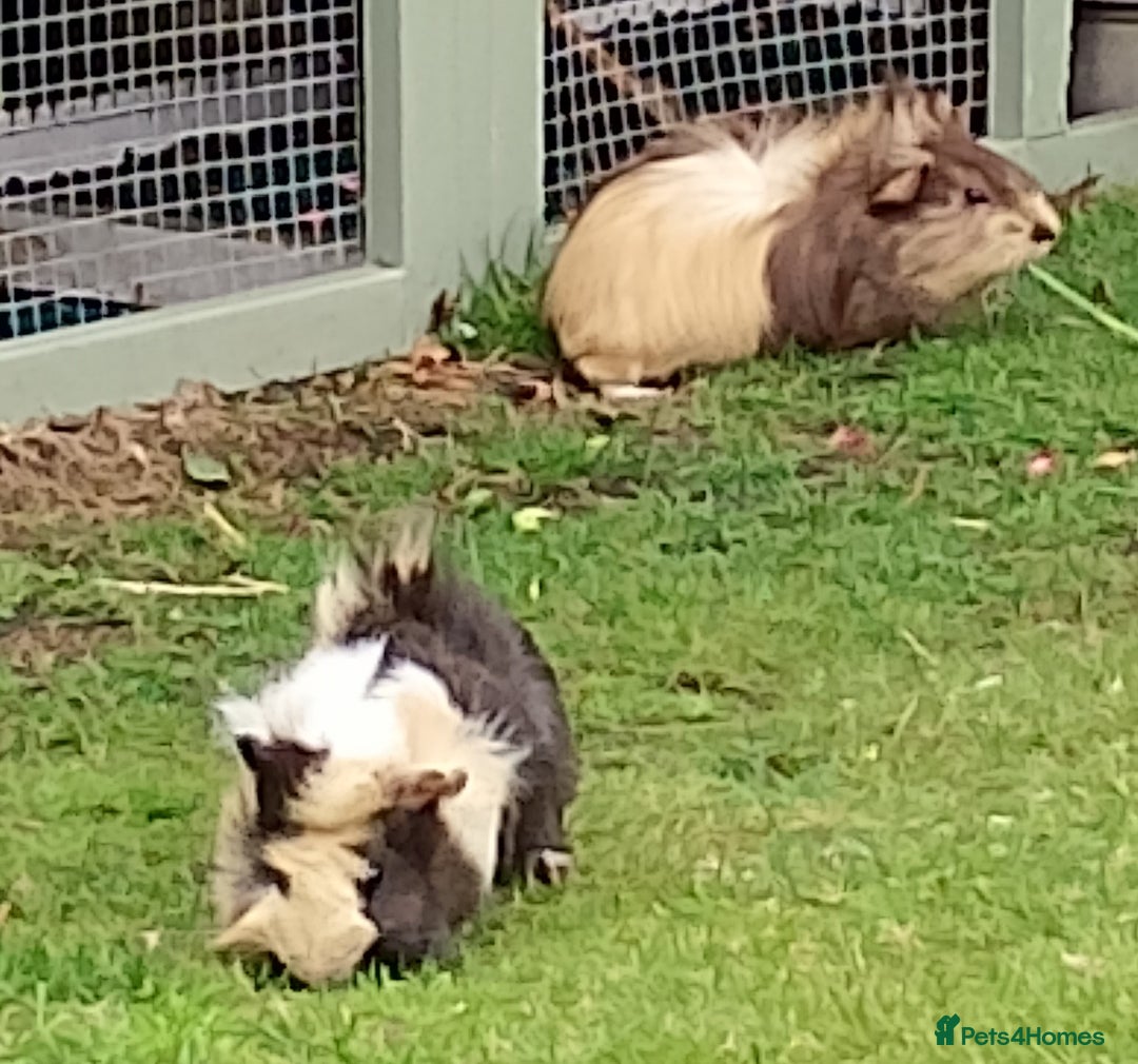 Guinea Pig rodents for sale: Beautiful baby boy  - Image 2