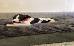 Whippet dogs for sale: Whippet puppies  - Image 19