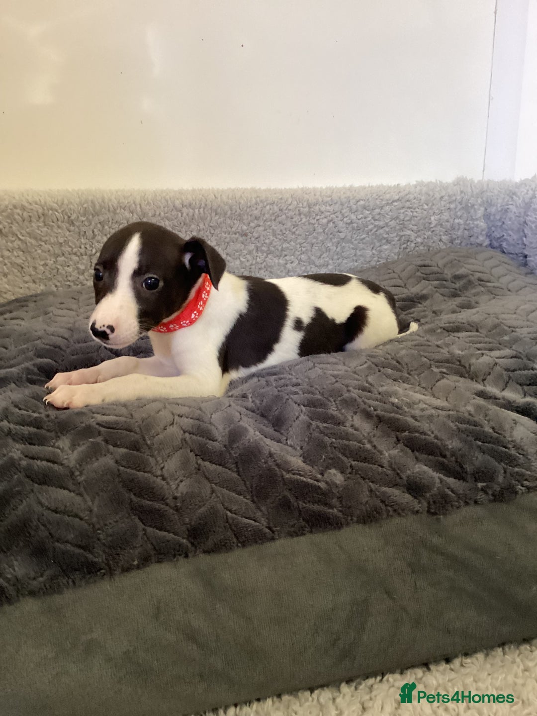 Whippet dogs for sale: Whippet puppies  - Image 19