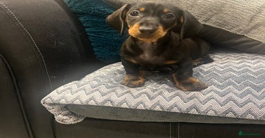 Dachshund dogs - Advert 10