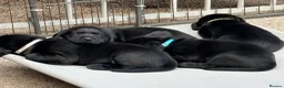 Labrador Retriever dogs for sale: KC Reg Black Labrador Puppies (£1600 Fixed Price) in Lydney - Advert 17