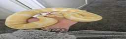 Python Snake reptiles for sale: Male ball pythons and vivs available - Advert 3