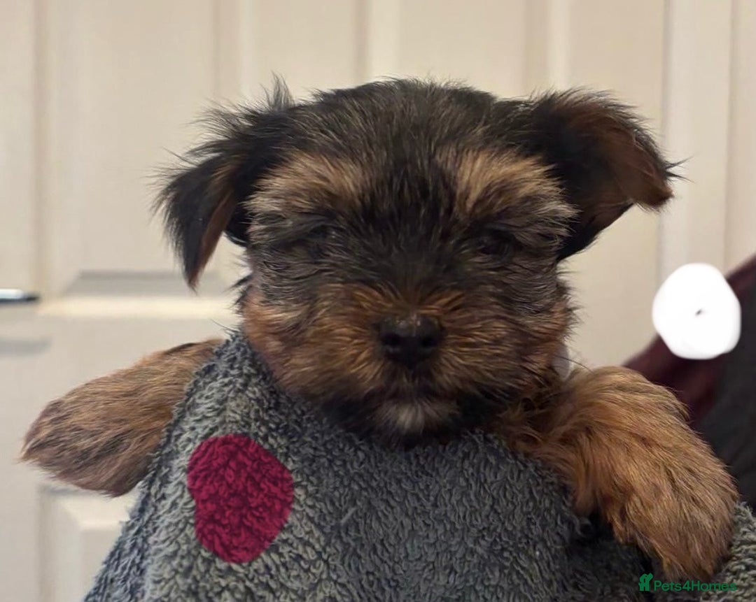 Yorkshire Terrier dogs for sale: Pure Yorkshire terriers  - Advert 7
