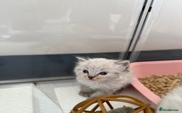 Ragdoll cats for sale: 🐾 Ragdoll kittens - ONE MALE TWO FEMALE LEFT 🐾 - Image 16