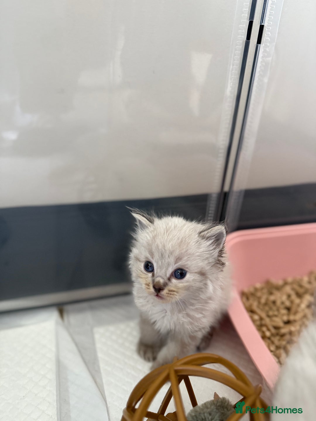 Ragdoll cats for sale: 🐾 Ragdoll kittens - ONE MALE TWO FEMALE LEFT 🐾 - Image 16