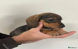 Miniature Dachshund dogs for sale: Gorgeous Long &short haired mini dachshund puppies - Image 21