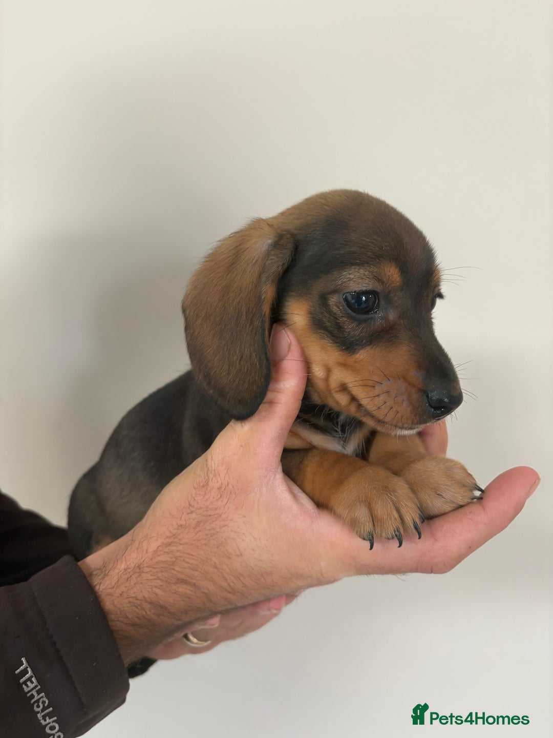 Miniature Dachshund dogs for sale: Gorgeous Long &short haired mini dachshund puppies - Image 21