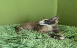Maine Coon cats for sale: Beautiful Pedigree Maine Coon Kittens  - Image 21