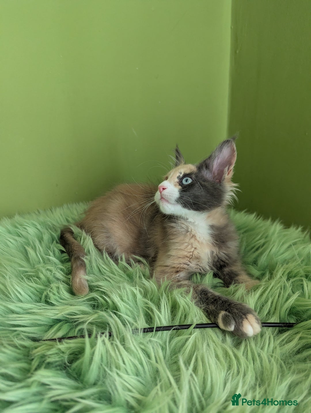 Maine Coon cats for sale: Beautiful Pedigree Maine Coon Kittens  - Image 21