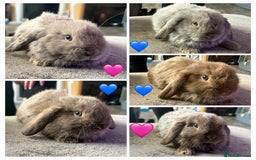 Mini Lop rabbits for sale: 💙🩷Beautiful Mini Lops🩷💙 - Image 1