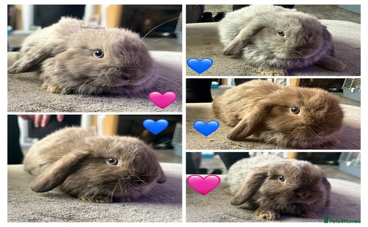 Mini Lop rabbits - Advert 2