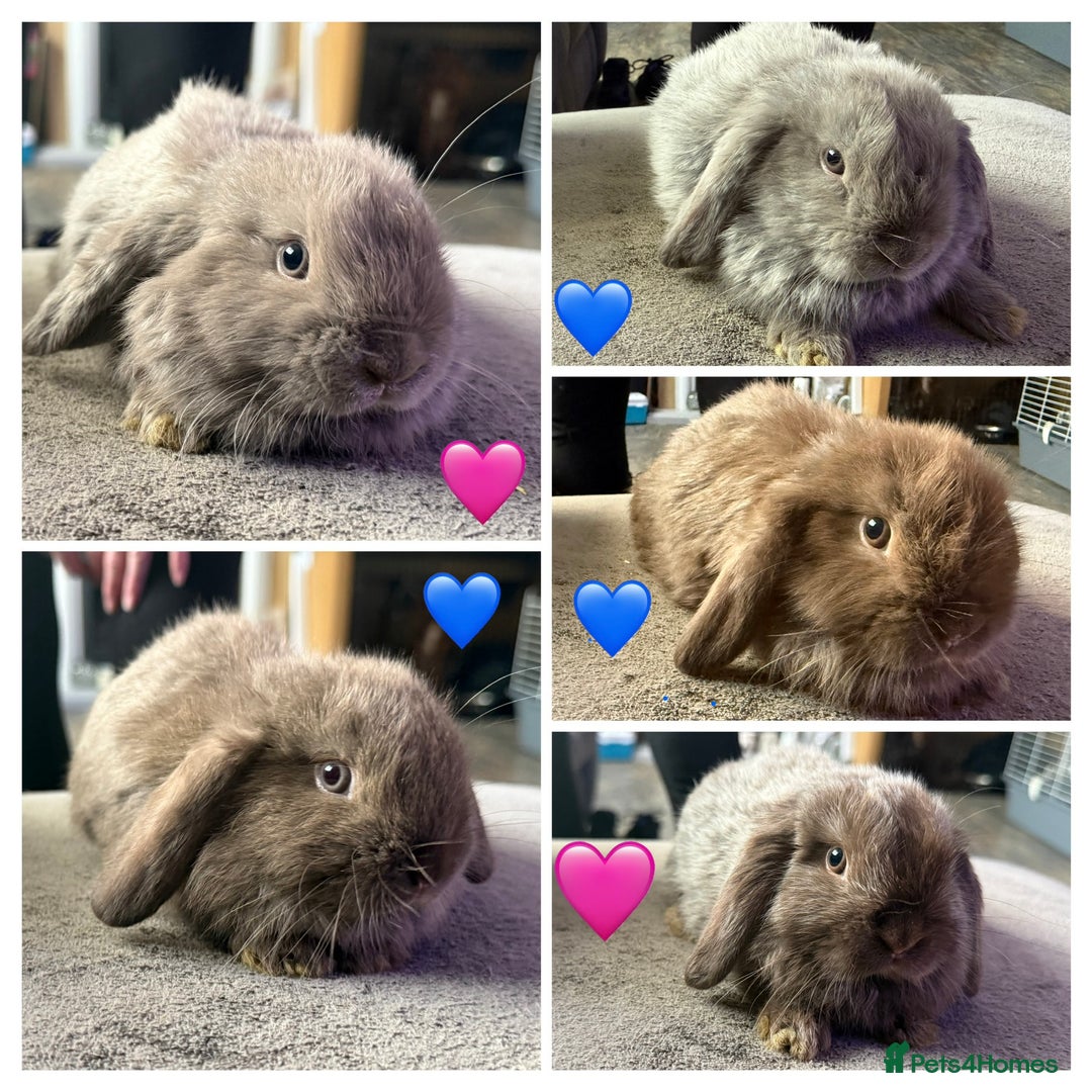 Mini Lop rabbits for sale: 💙🩷Beautiful Mini Lops🩷💙 - Image 1