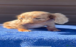 Miniature Dachshund dogs for sale: Long haired miniature Dashshund puppies  - Image 33