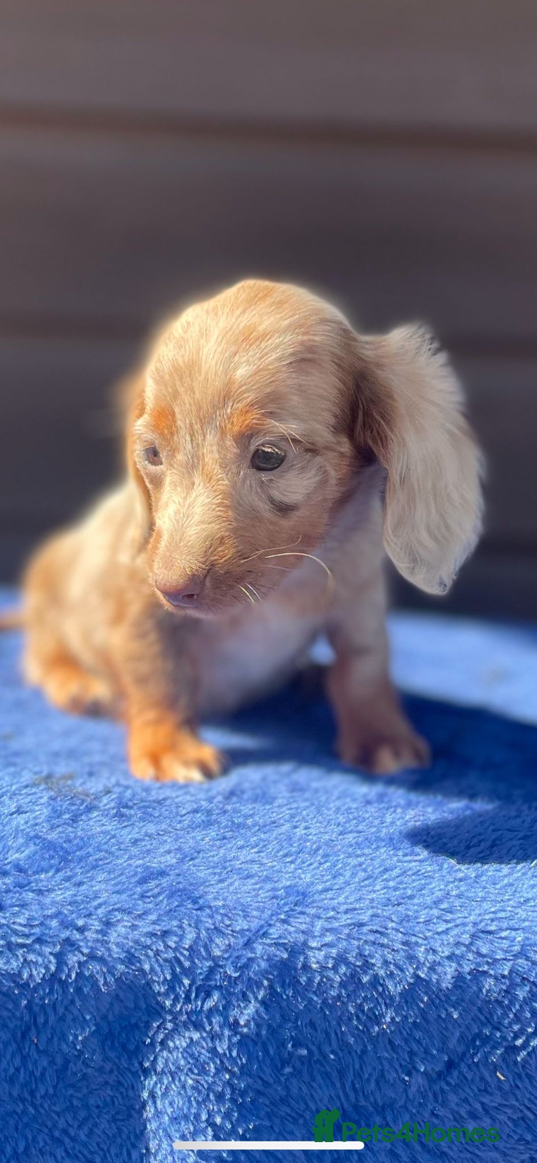 Miniature Dachshund dogs for sale: Long haired miniature Dashshund puppies  - Image 33