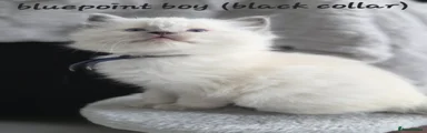 Ragdoll Kitten 1