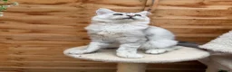 Maine Coon cats for sale: Majestic Maine coon Kittens - Advert 15