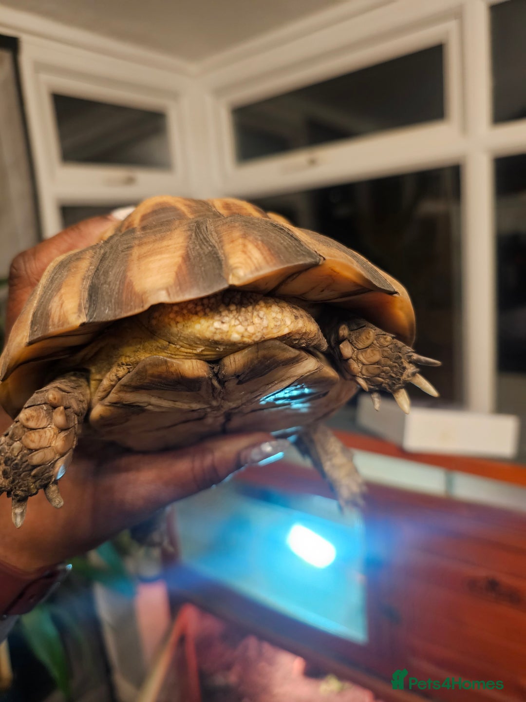 Tortoise reptiles for sale: Marginated Male Toroise- Sir Alan - Advert 2