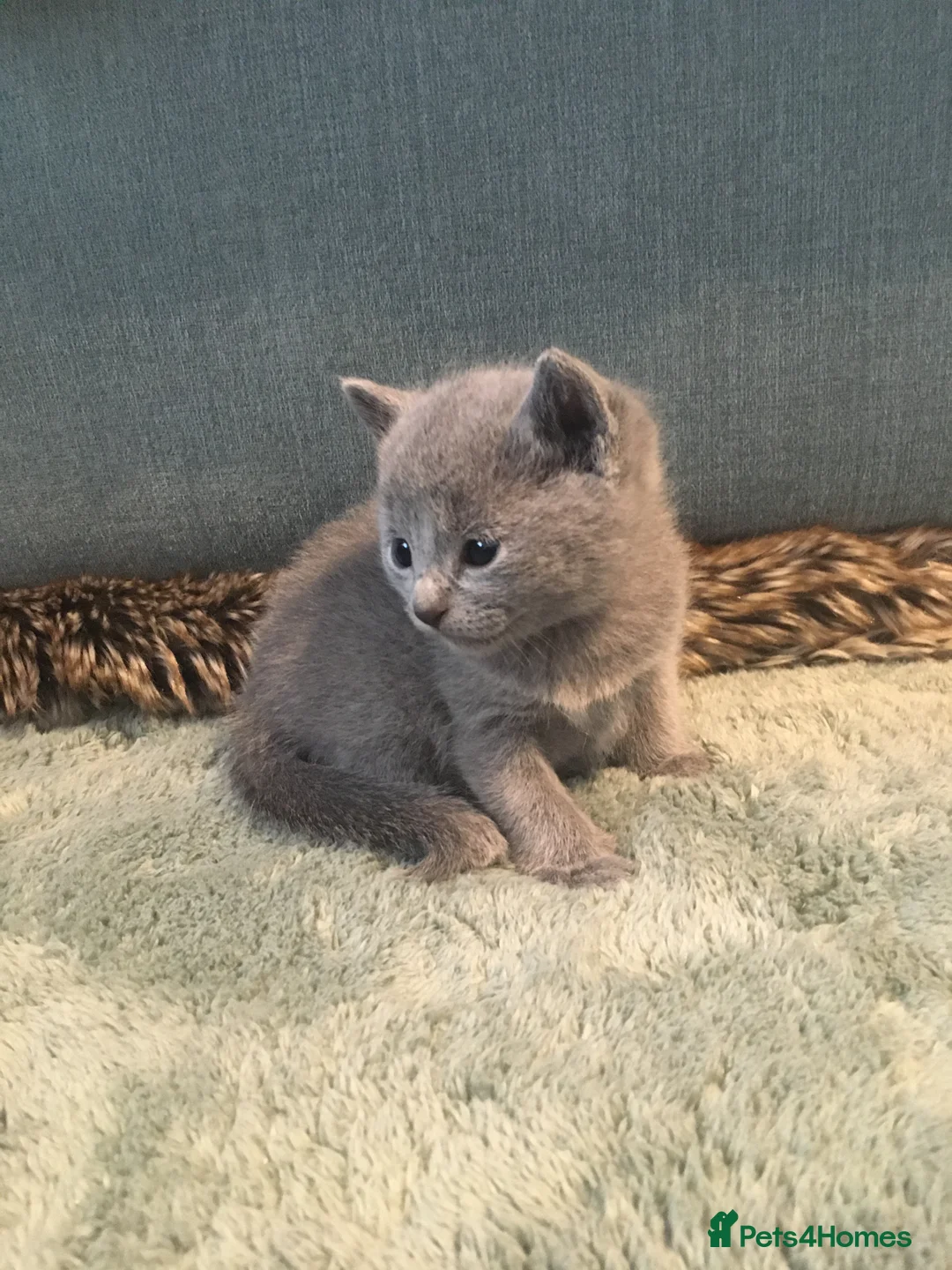 Russian Blue cats for sale: TICA registered Russian Blue kittens - Advert 2