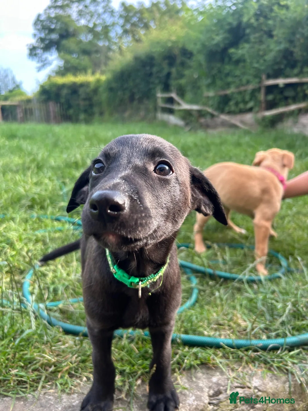 Mixed Breed dogs for sale: Whippador Puppies - Advert 7