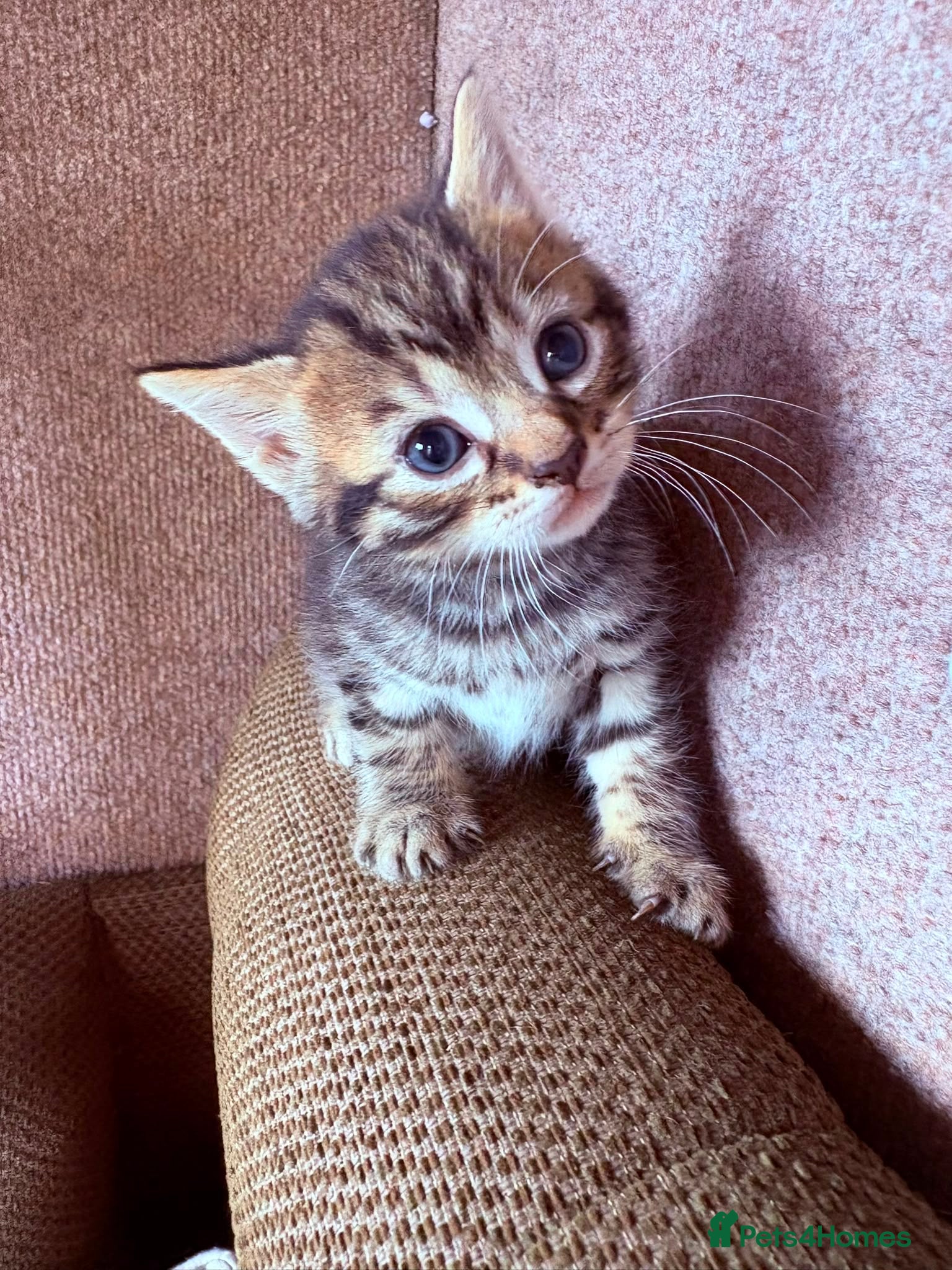Mixed Breed cats for sale: Beautiful kittens in Dewsbury - Advert 2