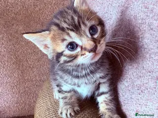 Mixed Breed cats READY NOW Beautiful kittens - Advert 3