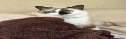 Ragdoll cats for sale: Beautiful Grey & White Ragdoll Kitten  - Advert 1