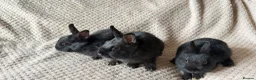 Netherland Dwarf rabbits for sale: Dwarf Rabbits - Advert 6
