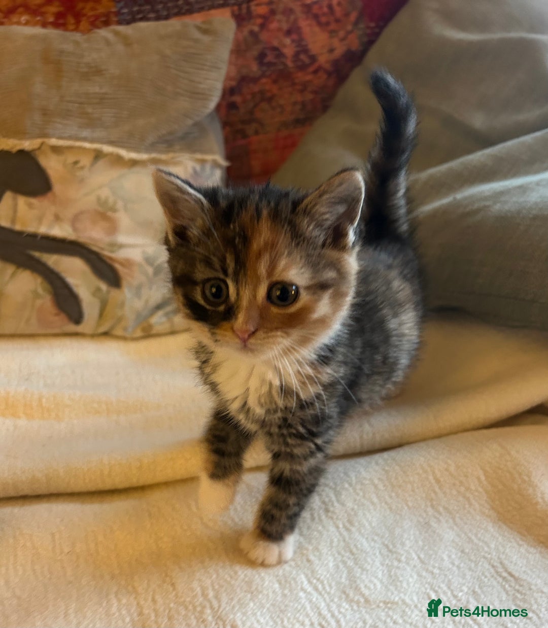 Persian cats for sale: GORGEOUS PERSIAN X KITTENS - Advert 3