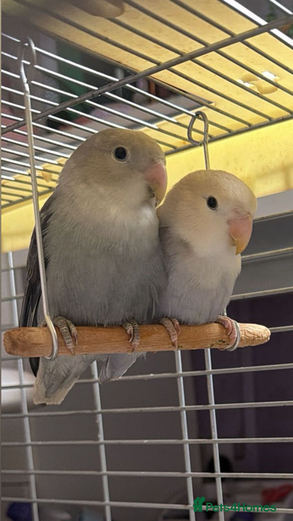 Lovebirds birds Bonded Peach‑faced Lovebirds – with cage and other - Advert 5
