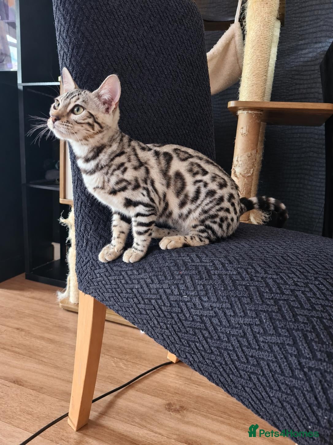Bengal cats Genetic Health Tested Silver Bengal Female - Advert 2