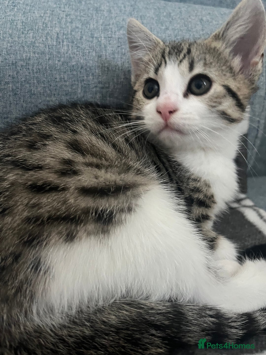 Mixed Breed cats for sale: Bengal x British long hair kittens  - Image 13