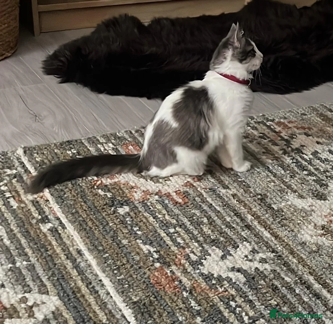 Mixed Breed cats for sale: Gorgeous Half Ragdoll 4-Month-Old Female Kitten🐾 in Birmingham - Advert 4