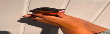 Black and Tan Female 