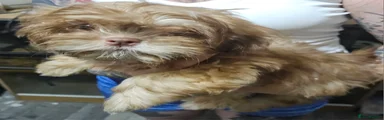 Shih Tzu 2