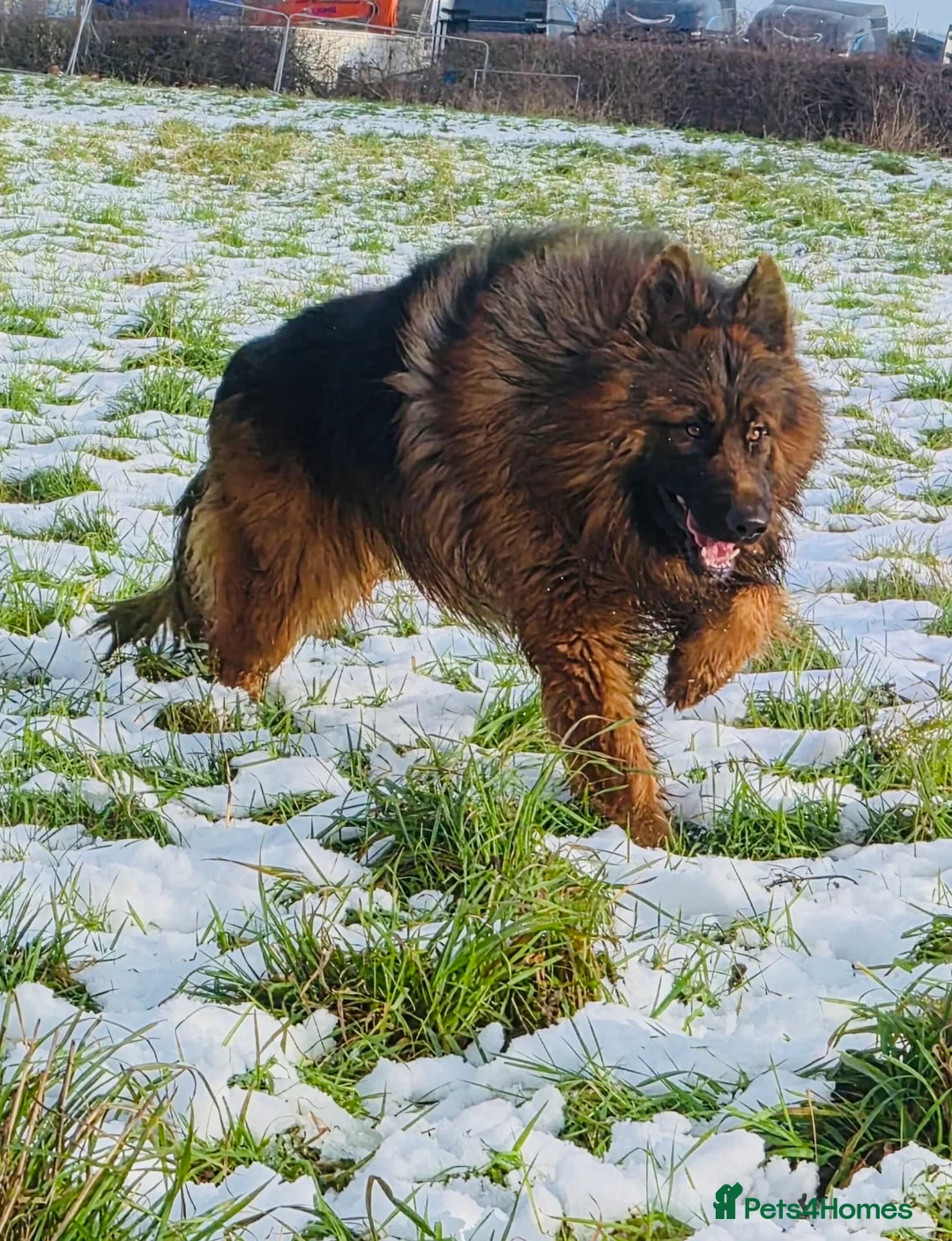 German Shepherd dogs for sale: Kc Registered Long Haired German Shepherd Puppies - Advert 2