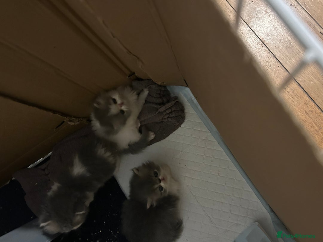 Persian cats for sale: Persian Kittens Top Quality Bloodlines - Advert 5