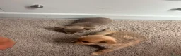 Chihuahua dogs for sale: Chihuahua puppies  - Advert 4