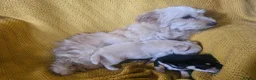 Chorkie dogs for sale: Beautiful chorkies  - Advert 4