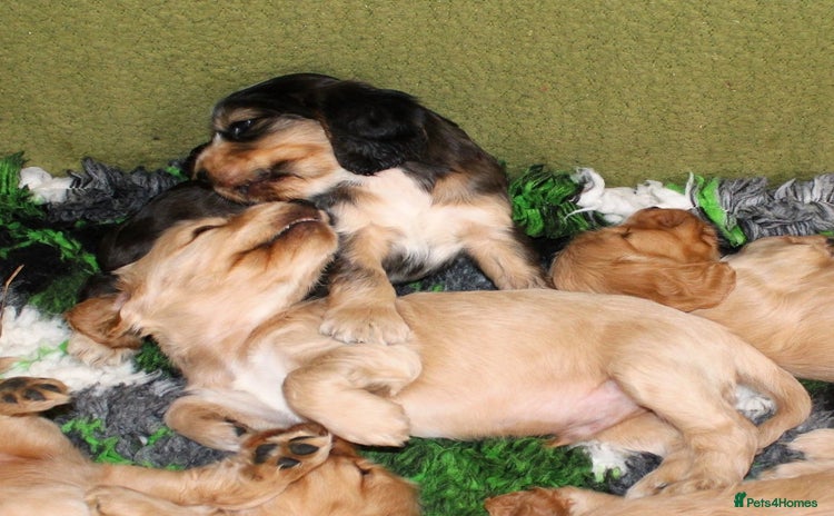Cocker Spaniel dogs - Advert 5