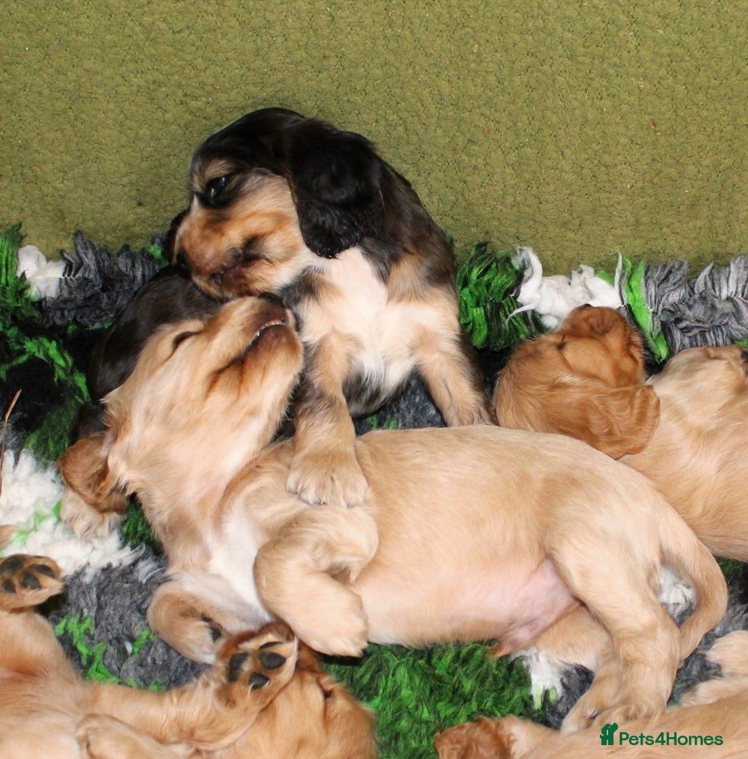 Cocker Spaniel dogs for sale: KC registered Cocker Spaniel puppies - Image 2