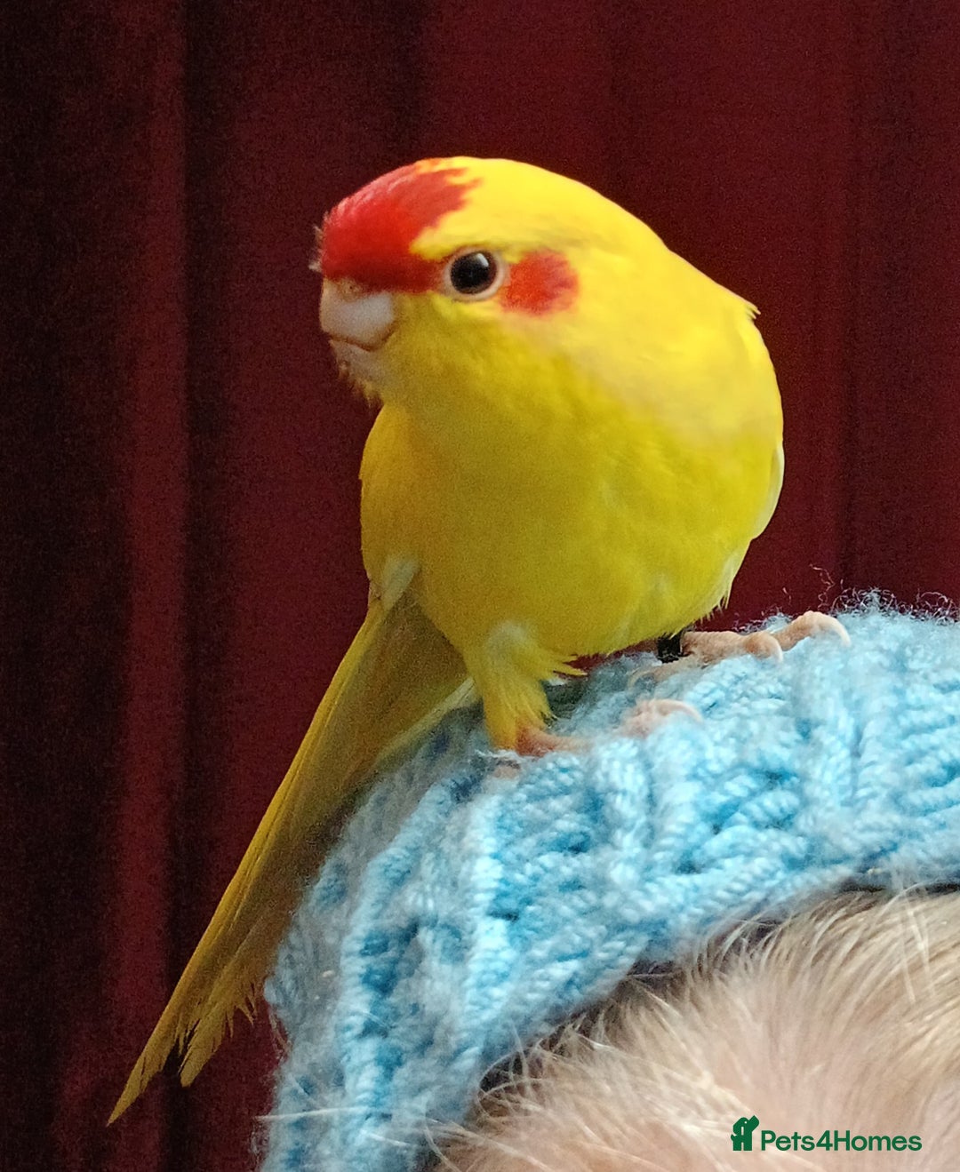 Parakeets birds for sale: Kakariki's x3 Males dna'd Kakariki's  - Advert 9