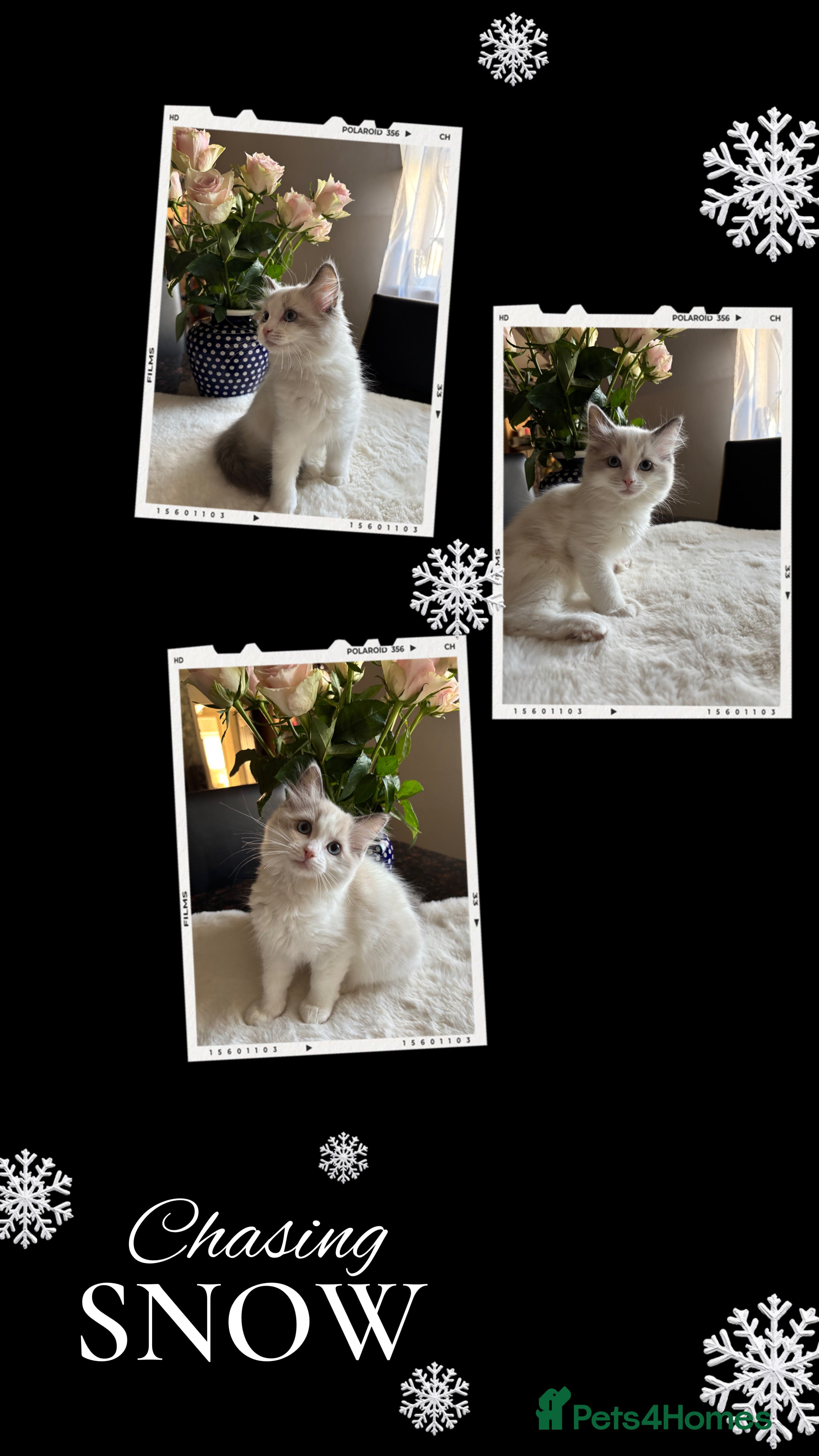 Ragdoll cats Beautiful two GCCF kittens. Blue Bicolour Ragdolls - Advert 5