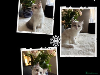 Ragdoll cats Beautiful two GCCF kittens. Blue Bicolour Ragdolls - Advert 12